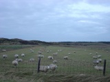 Texel